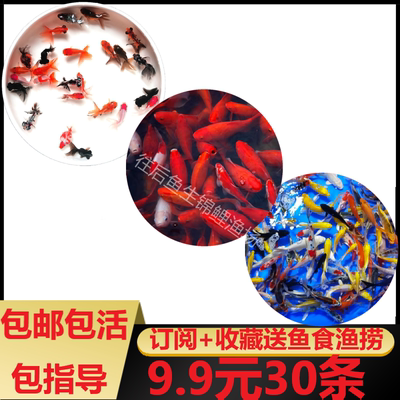 小金鱼活鱼小型冷水观赏鱼苗小锦鲤鱼淡水鱼泰狮包邮红头国狮龙睛