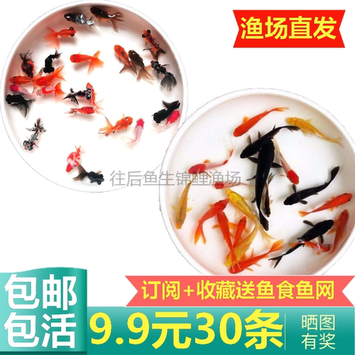 小金鱼活鱼小型冷水观赏鱼苗小锦鲤鱼淡水鱼泰狮包邮红头国狮龙睛