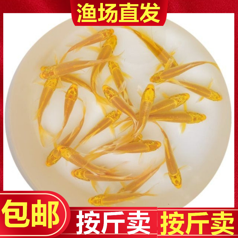 草金鱼活鱼锦鲤鱼冷水观赏鱼鱼苗