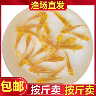 按斤卖红草金鱼活鱼小锦鲤鱼活淡水冷水观赏鱼苗耐活体热带鱼龙睛