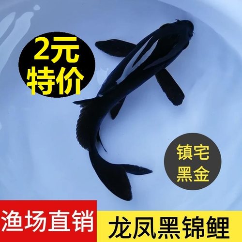 龙凤锦鲤鱼龙凤鱼冷水鱼淡水鱼