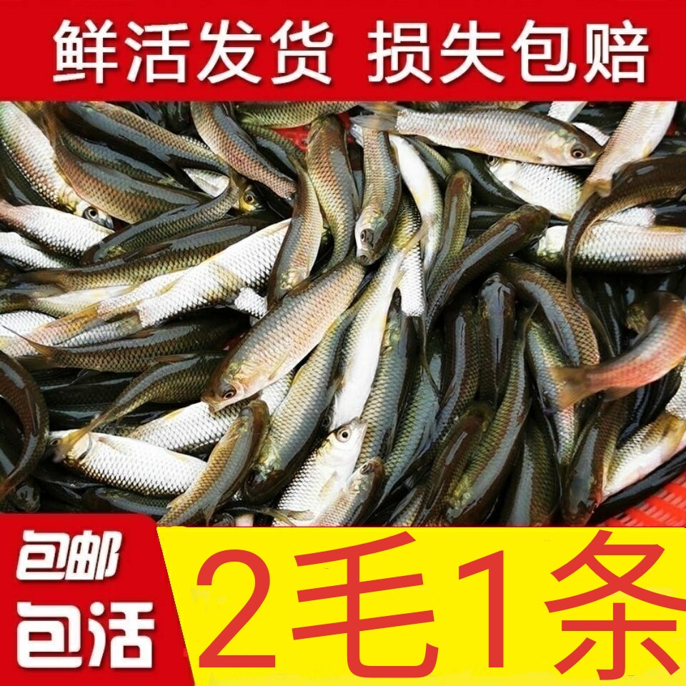 活体草鱼金鱼黑鱼观赏鱼锦鲤鱼苗