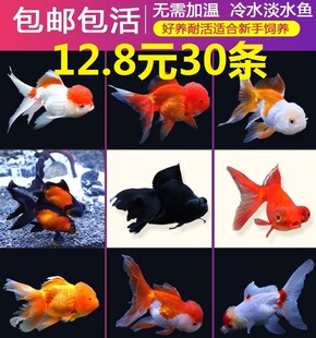 金鱼活体小鱼活观赏鱼活体冷水鱼锦鲤鱼苗淡水小型鱼缸风水鱼包邮