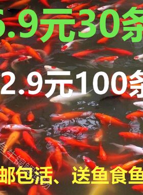 草金鱼活鱼小锦鲤鱼冷水观赏鱼苗