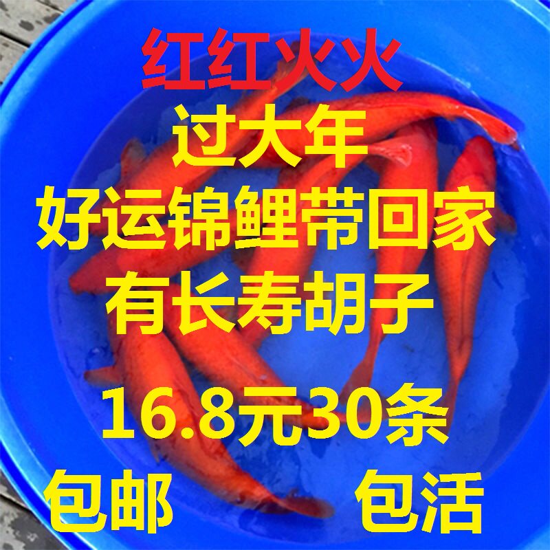 活体锦鲤好养小型观赏鱼花草金鱼