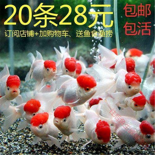 冷水观赏鱼苗锦鲤鱼活草金鱼活鱼