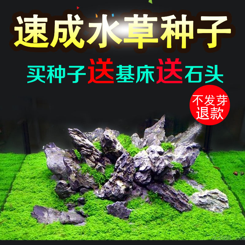 水草种子鱼缸造景植物水族箱懒人淡水套餐装饰莫斯海草种籽藻泥塘