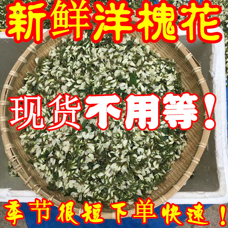现货河南当季新鲜洋槐花现摘野生槐花杨槐花洋槐花骨朵花苞一整箱