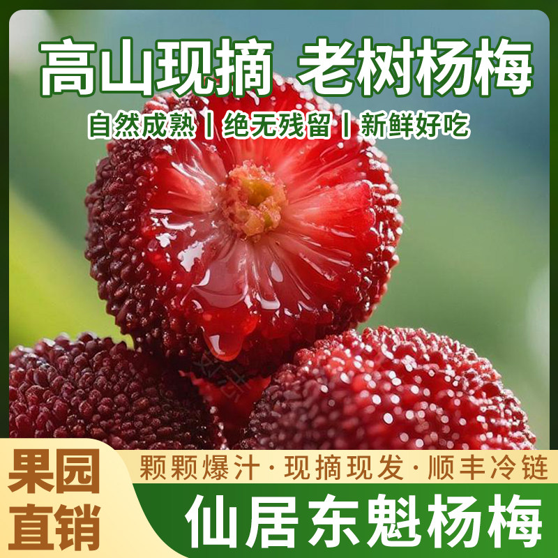 浙江仙居精品东魁大杨梅新鲜孕妇水果颗粒礼盒装自家果园现摘现发