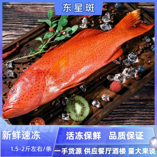 东星斑1.5-2斤/条海南深海红东星斑冰鲜石斑鱼天然海捕供酒楼商用