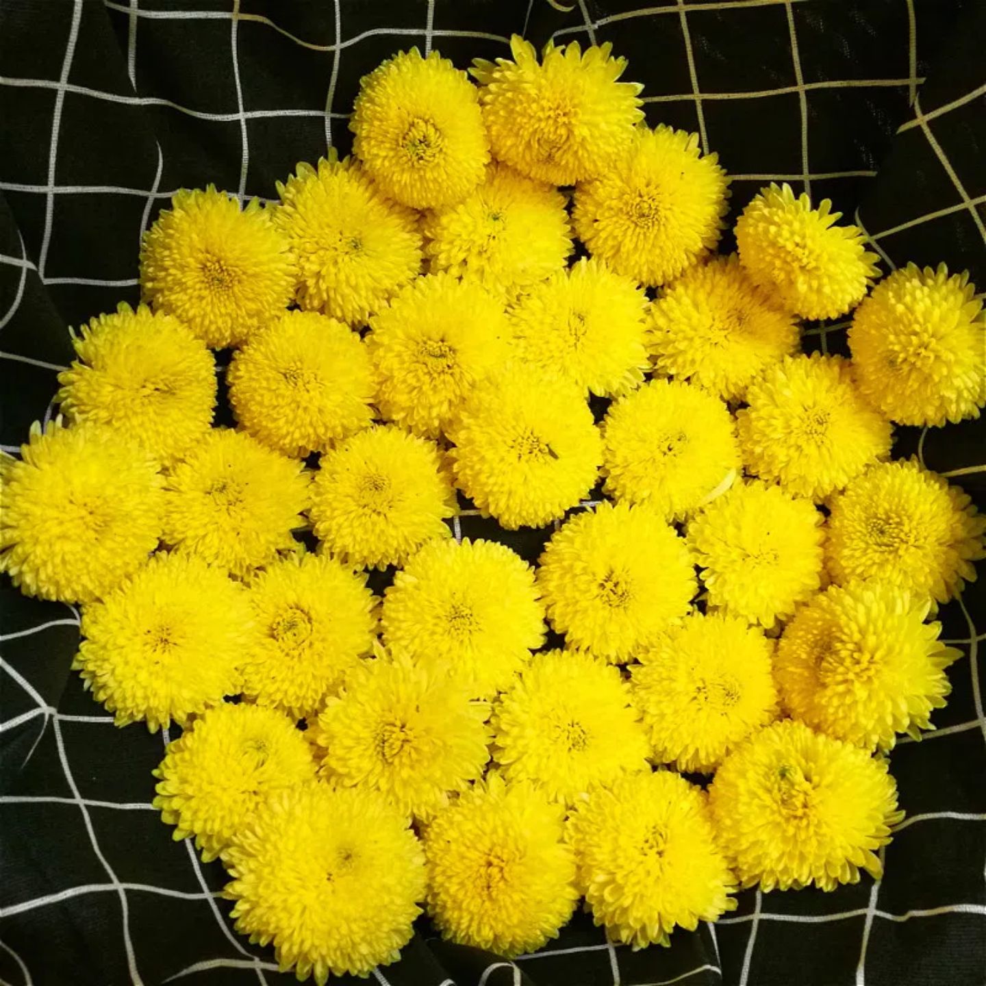 婺源皇菊高山绣球贡菊罐装菊花茶