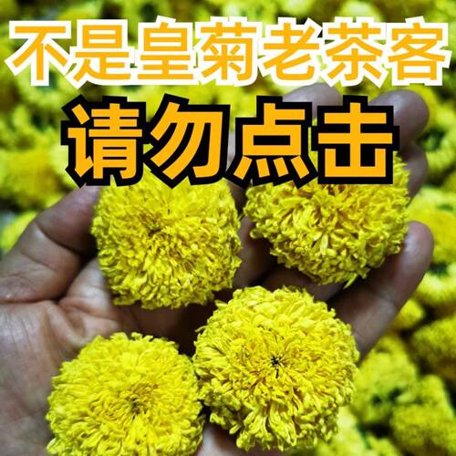 菊花茶婺源篁岭晓起头采香甜皇菊