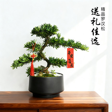 迎客松盆景罗汉松真盆栽客厅阳台绿植长辈领导退休乔迁开业礼物