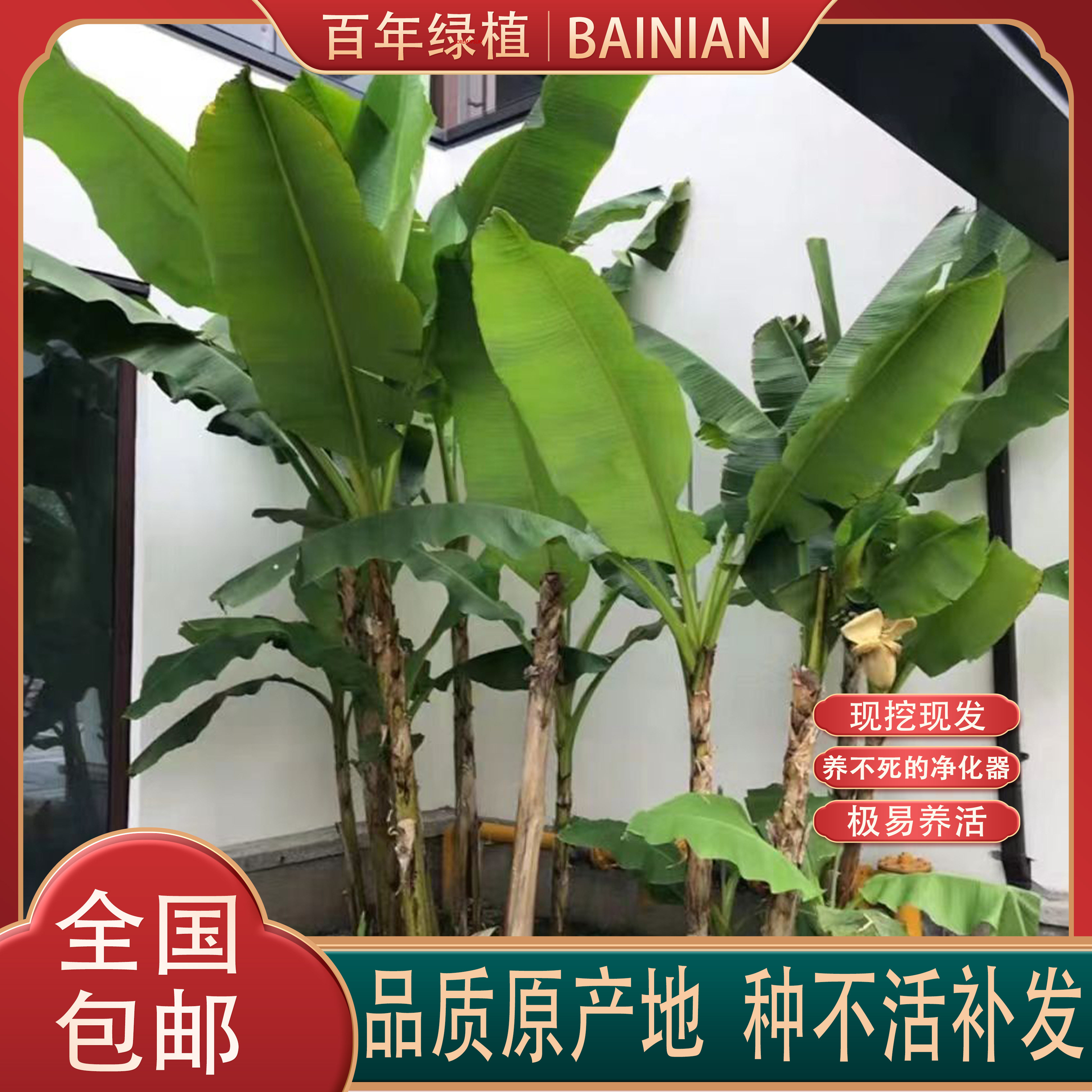 庭院盆景小米蕉树大叶芭蕉大型观赏绿植绿化植物四季当年结果香蕉