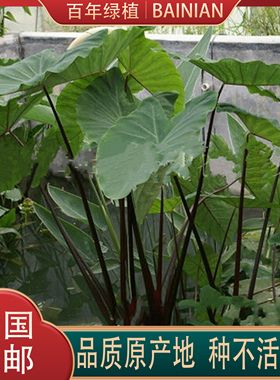 紫芋紫梗芋象耳芋紫芋苗芋蒙绿色水芋易活室外绿植紫广菜食药两用