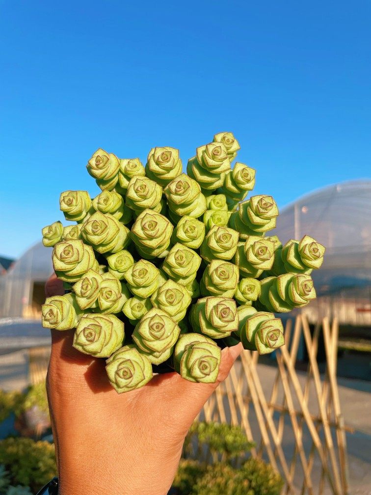 牡丹钱串 多肉植物招财防辐射室内桌面盆栽 送礼 礼品,鲜花速递/花卉仿真/绿植园艺,多肉植物,淘宝优惠券,粉丝福利购,淘宝优惠卷