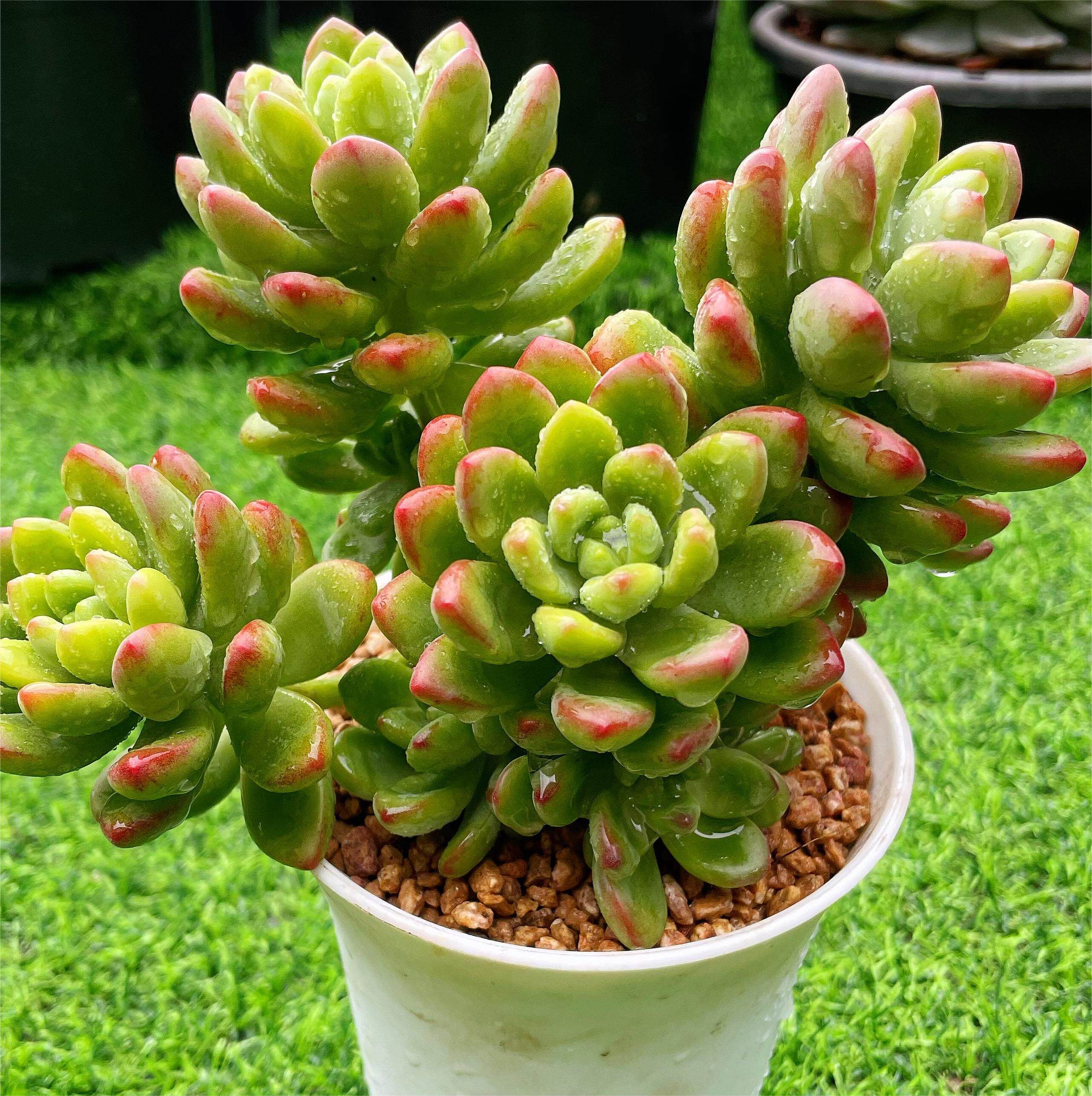 香格里拉 整桩群生室内办公防辐射绿植花卉云南露养多肉盆栽植物