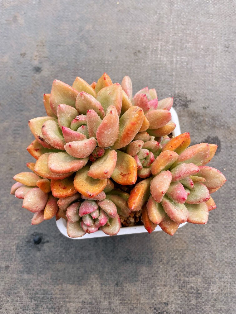 老桩阳台大棵防辐射好养多肉