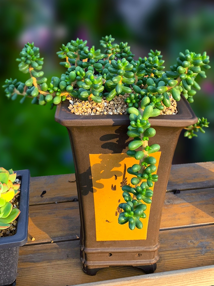 绿龟之卵  悬崖妖桩多肉植物 室内书桌群生木质化老桩