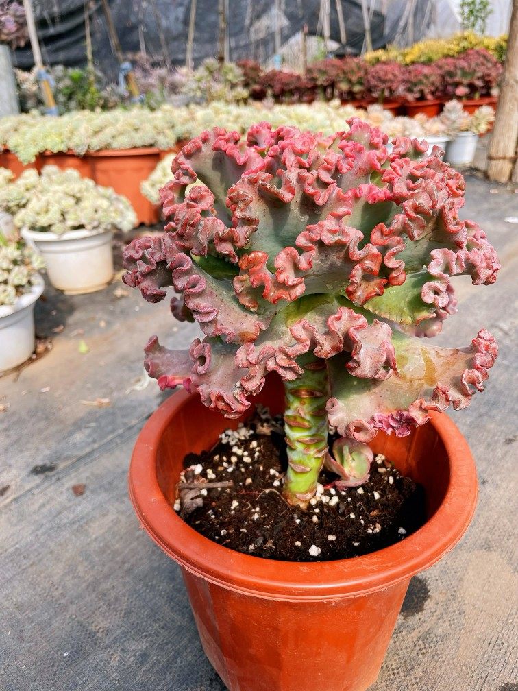 女王花笠 老桩多肉云南基地露养花园庭院酒店公园阳台