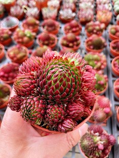 桔子球 长生草系列卷娟圆球形彩蛋多肉植物室内室外好养易活