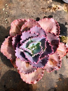 蓝色妖姬/法国皇后老桩多肉盆栽植物包菜系列绿植花卉