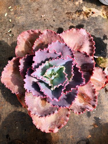 包菜系老桩多肉阳台庭院好养美观