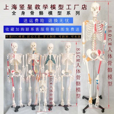 人体骨骼模型骷髅仿真1：1