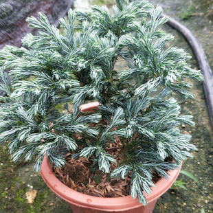 蓝湖柏 翠柏 圣诞树 蓝色波尔瓦 日本花柏 蓝柏 蓝冰柏 植物盆栽