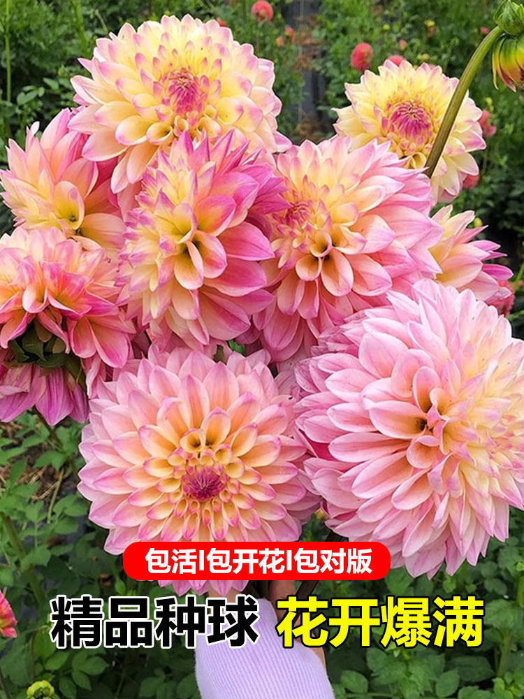 大丽花种球根大丽花巨型花进口牛奶咖啡地瓜花种球春季多年生苗子
