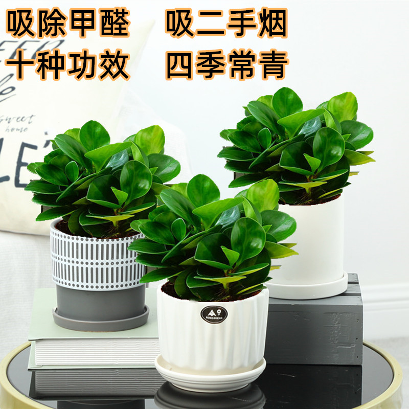 豆瓣绿盆栽多肉植物水培花卉植物室内客厅桌面绿植碧玉去吸除甲醛