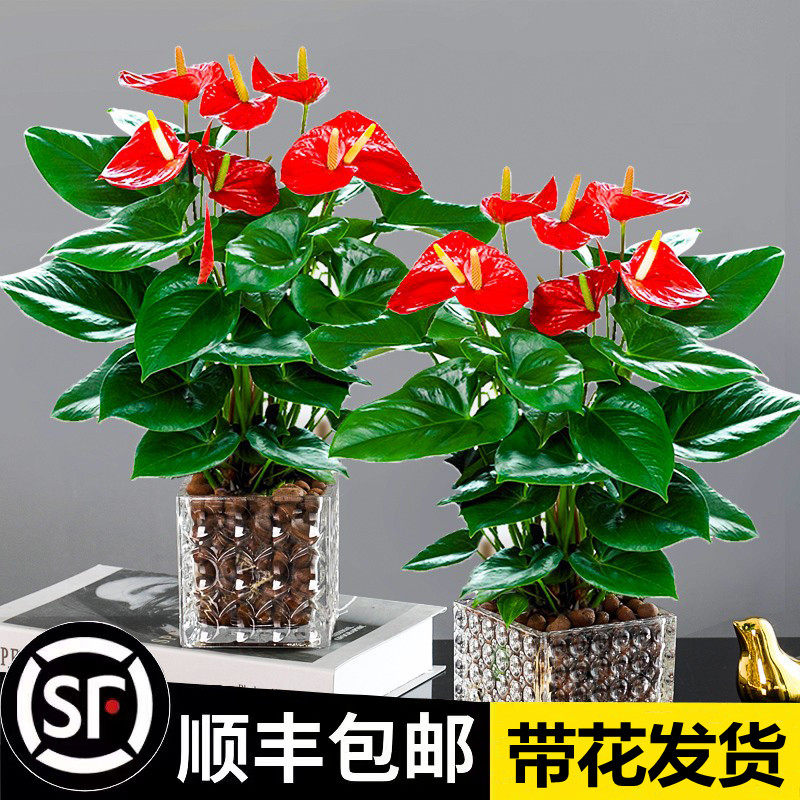 红掌盆栽白掌粉掌水培植物一帆风顺鸿运当头四季开花卉植物室内花