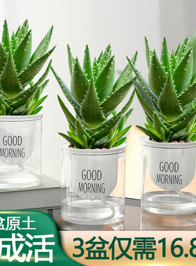 芦荟盆栽含盆可食用室内除甲醛净化空气植物大盆好养多肉