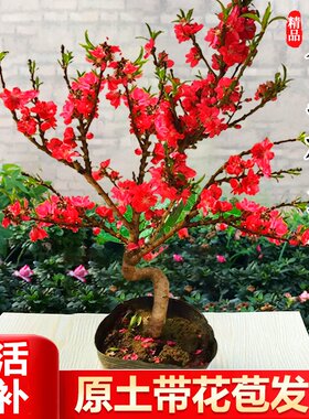 中华寿星桃盆栽老桩室内阳台桃树盆景地栽观赏家种桃花树耐寒好养
