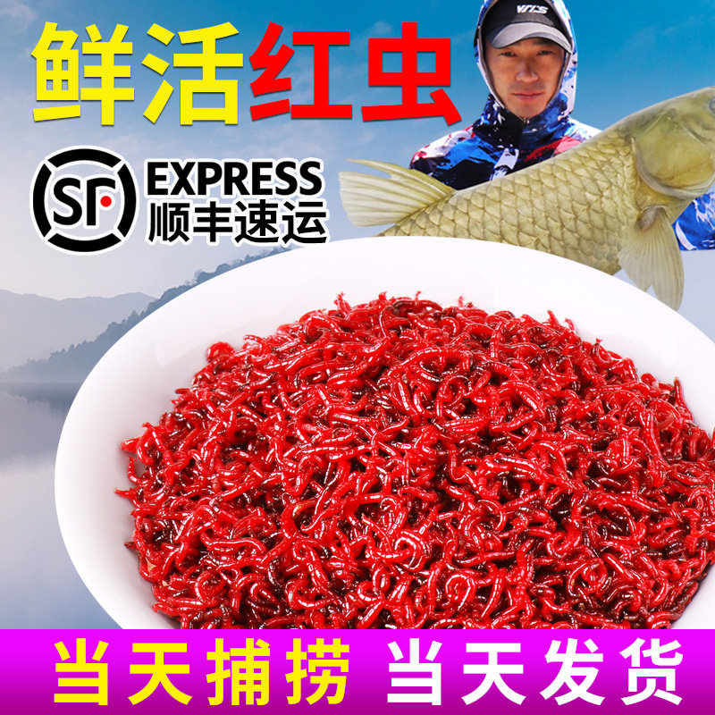 鲜活红虫活饵鱼食新鲜特大红虫饵钓鱼活体红线虫鲫鱼野钓拉饵饵料图片