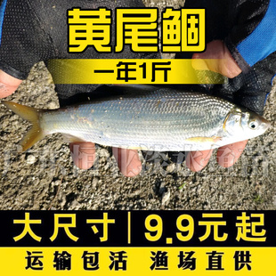 黄尾鯝鱼苗黄片鱼苗黄尾鱼苗黄鱼苗黄姑子淡水养殖鱼苗冷水鱼苗