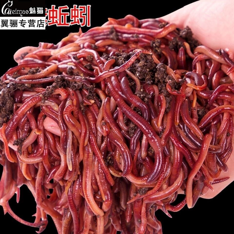 蚯蚓活饵大号特大鲜活红虫诱饵鲫鱼散装钓鱼饵料垂野钓盒装蚯蚓粪图片