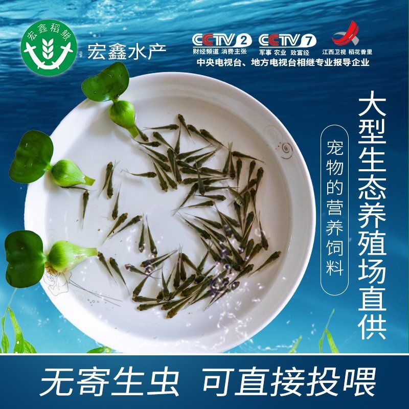 草鱼苗活体淡水养殖鲫鱼苗龙鱼饲料活体饲料鳄龟乌龟饵料鱼小鱼苗图片