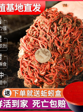 蚯蚓活饵鲜活小号大号特大野钓钓鱼1斤大红散装盒装红虫鱼饵饵料