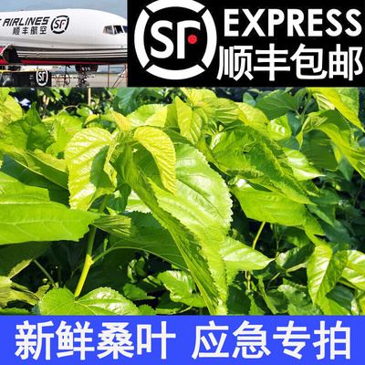 顺丰包邮新鲜桑叶蚕宝宝食物活体学生养蚕套装蚕卵天然鲜嫩叶喂蚕