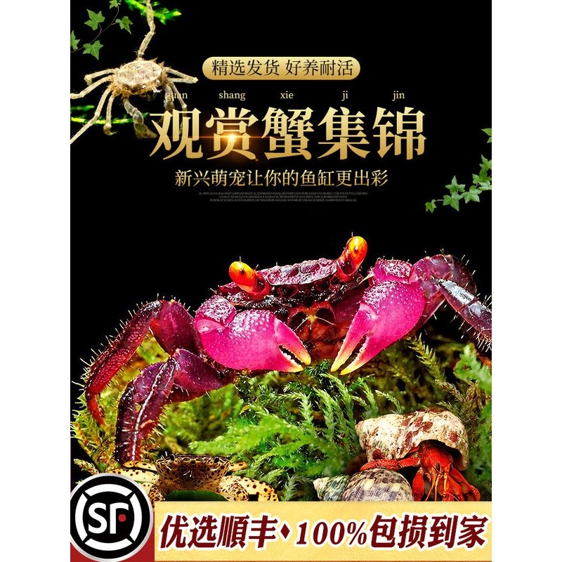 辣椒蟹蜘蛛蟹相手蟹恶魔蟹南海溪蟹红勾手蟹豹点蟹活体观赏宠物蟹