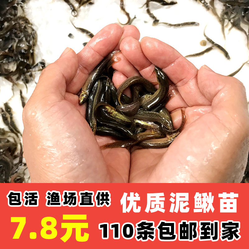 台湾泥鳅苗泥鳅鲜活小泥鳅苗宠物鱼龙鱼乌龟筏钓小鱼活体饲料