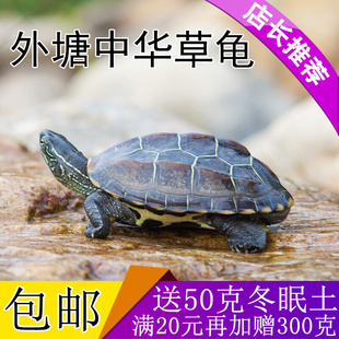 中华草龟 小乌龟活体外塘长寿龟宠物水龟金线龟活物龟墨龟草龟苗