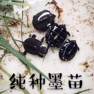 黑腹墨龟苗活体全黑小乌龟外塘中华草龟苗镇宅风水长寿顶墨苗