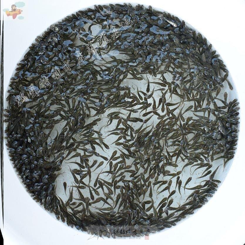 喂乌龟吃的小活鱼小型养殖鳄龟淡水鱼苗红龙龙鱼龟粮食用小鱼活饵图片