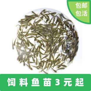 喂乌龟的小鱼苗淡水草鱼食蚊鱼练手鱼饲料鱼龙鱼饲料活体鱼各种鱼