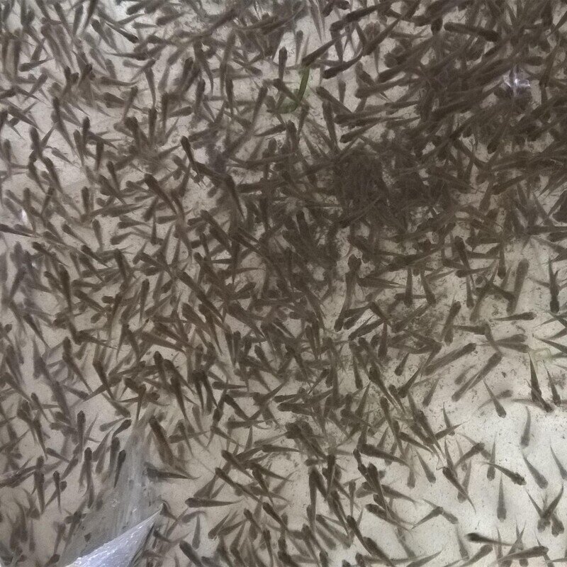 鱼活体鱼苗饲料鱼麦穗鱼淡水养殖小鱼苗龙鱼饲料活体鳄龟乌龟图片