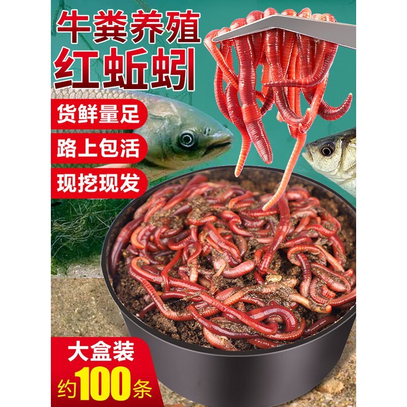 蚯蚓活饵鲜活红虫垂钓鱼饵料鲫鱼鲤鱼野钓黑坑鱼料打窝料鱼食通杀图片