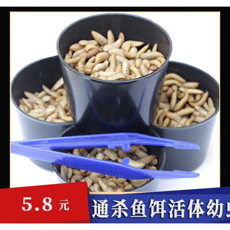 黑水虻活体幼虫鱼饵翘嘴钓鱼用活虫子面包虫活饵料红虫高蛋白饲料图片