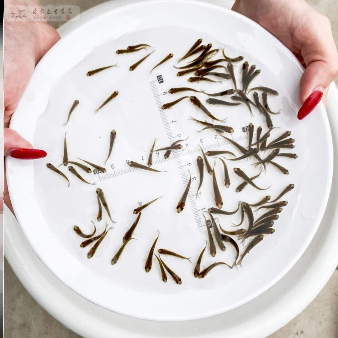 喂乌龟的小鱼苗饲料角蛙银龙鱼活鱼幼苗鳄龟食用吃养活小型鲫鱼图片